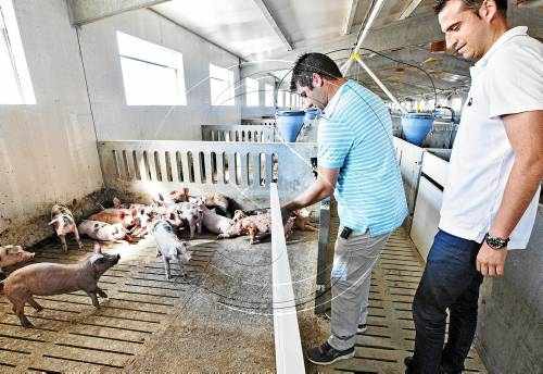 Una granja de Torà, amb calefacció radiant amb biomassa per als porcs