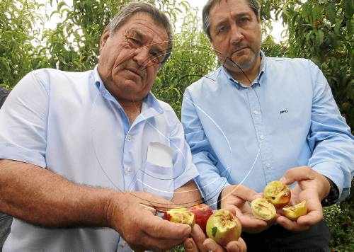 La pedra ha arrasat la fruita de més de 2.000 hectàrees del Segrià i la Noguera