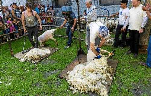 Sort celebra el seu Sant Joan particular amb la tradicional xolla d'ovelles