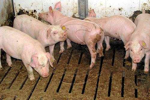 Temor per una possible baixada de preus en el porcí