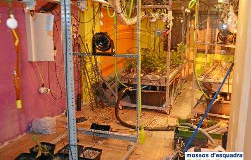 Arrestat per conrear marihuana de forma 'industrial' en una finca d'Alpicat