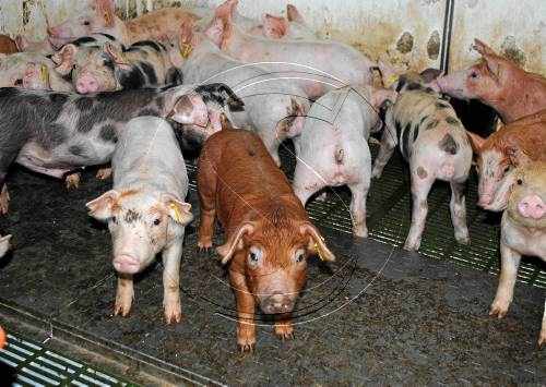Baixa la productivitat de les granges de porcí a Lleida per l'onada de calor