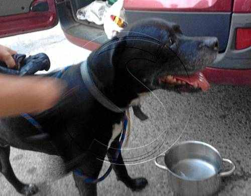 Rescaten un gos tancat en un cotxe en ple sol a Tàrrega