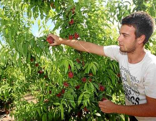 El preu de la fruita s'enfonsa davant la pressió de la gran distribució