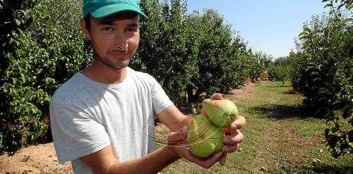 Pèrdues de més del 50% de la collita de pera a Lleida pel vent i la pedra