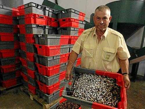El Grup Pons experimenta amb la criogenització d'olives arbequines
