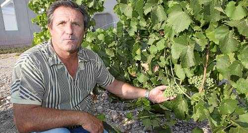 Verdú estrenarà l'onzè celler de vi de la Vall del Corb el pròxim mes de setembre