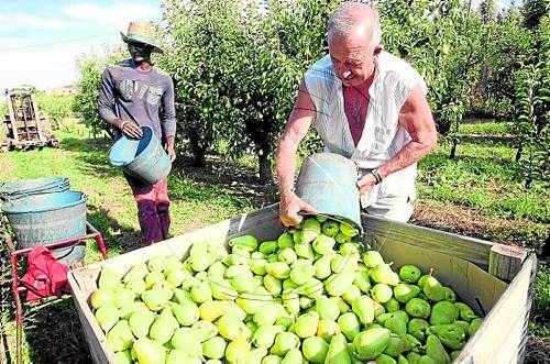 La llimonera, amb una collita curta, cotitza fins als 55 cèntims per quilo