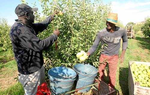 El sector de la fruita dolça busca obrir mercat a l'Argentina, l'Índia, la Xina i Tailàndia