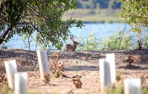 Plaga de conills a l'Estany