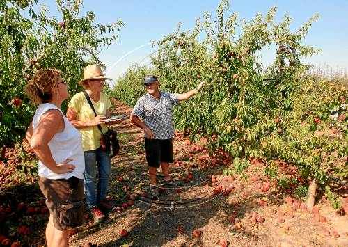 Agroseguro porta 10 pèrits més per revisar les finques després de la pedra