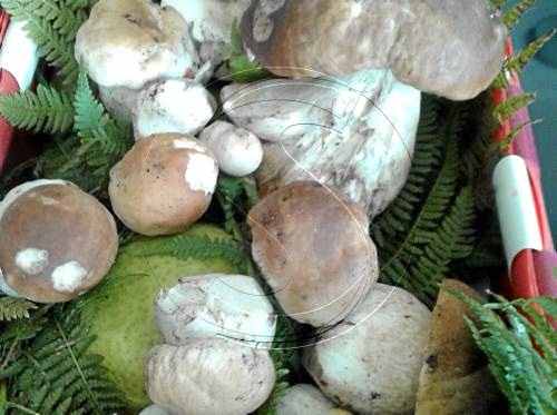 Apareixen ceps a Aran per les tempestes d'estiu
