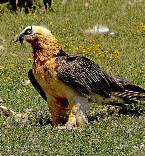 El parc de l'Alt Pirineu compta ja amb divuit trencalossos