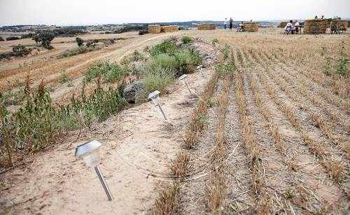 Dissenyen un laberint de llum en els marges de pedra seca de la Segarra