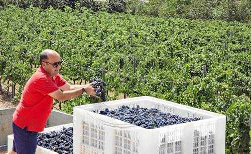 La calor avança la verema al celler Costers del Sió