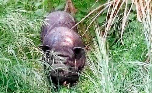 Agents rurals abaten vuit exemplars de porc vietnamita a Butsènit