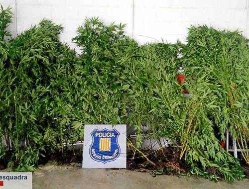 Caçat a les Borges amb 42 plantes de marihuana