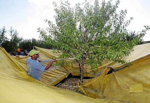 La collita d'ametlla arranca amb menys producte però millor preu