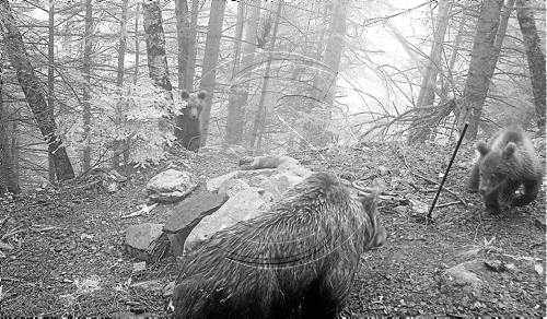 Descobreixen dos nous cadells d'ós de Hvala a Aran