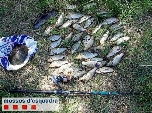 Denunciat a Rufea per no tornar al riu 42 carpes