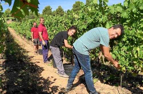 Inici de la verema als quatre cellers de Tomàs Cusiné