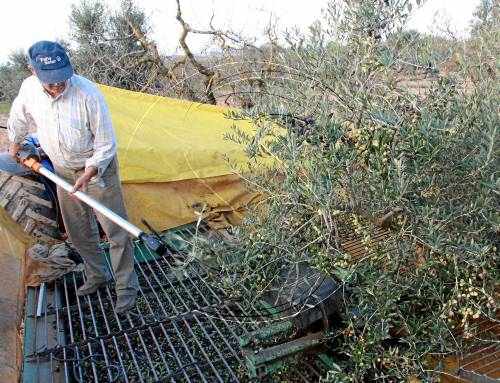 La sequera provoca noves pèrdues a l'olivera a Lleida