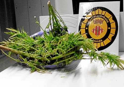 Denunciat per conrear marihuana al balcó