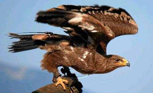 Busquen una àguila que s'ha escapat del Zoo del Pirineu