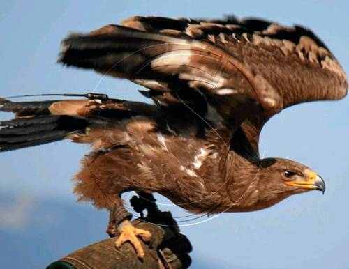 Troben l'àguila que es va escapar del Zoo del Pirineu
