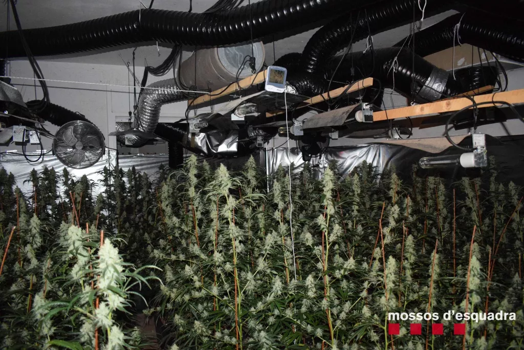 Els Mossos de Lleida detenen 10 persones per cultiu i tràfic de marihuana internacional
