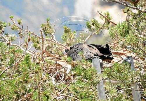 Cinc cries de voltor negre alcen el vol a la reserva de Boumort