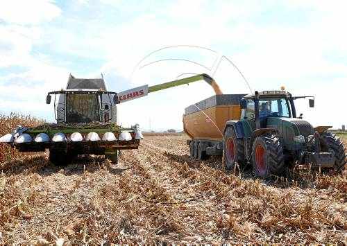 La forta calor de l'estiu redueix la collita de panís en un 20 per cent