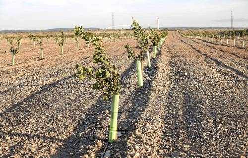 Cinc pagesos plantaran aquest any pistatxers al Segarra-Garrigues