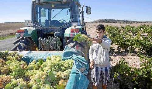 Poca verema però de gran qualitat a la vall del Corb