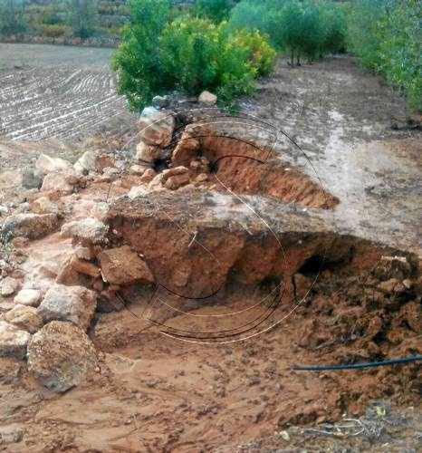 La pluja tira a terra fins al 70% de les olives