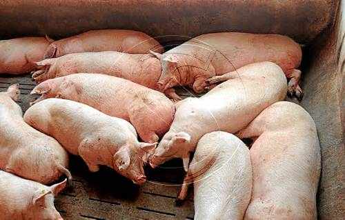 La cabanya de porc de Lleida, líder de l'Estat, creix gairebé un 6% respecte al 2012