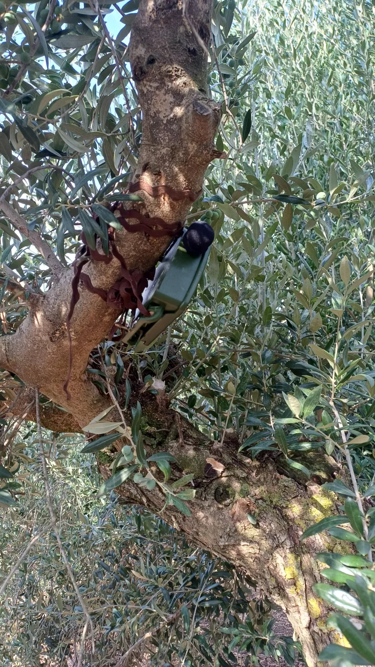Dos projectes estudiaran a Lleida els efectes de l’eclipsi solar sobre la fauna