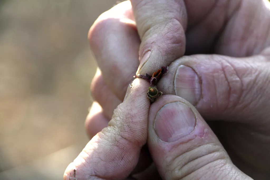 La gelada del cap de setmana passat és el pitjor fenomen de la història de l'assegurança agrària