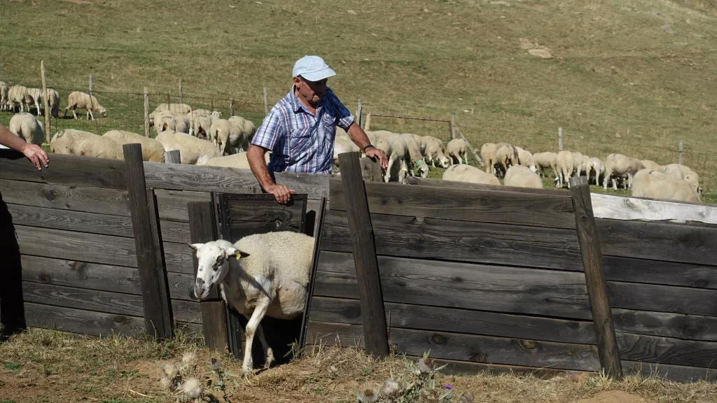 ⏯️ La Vall d'Àssua manté viva la tria d'ovelles amb ganxo