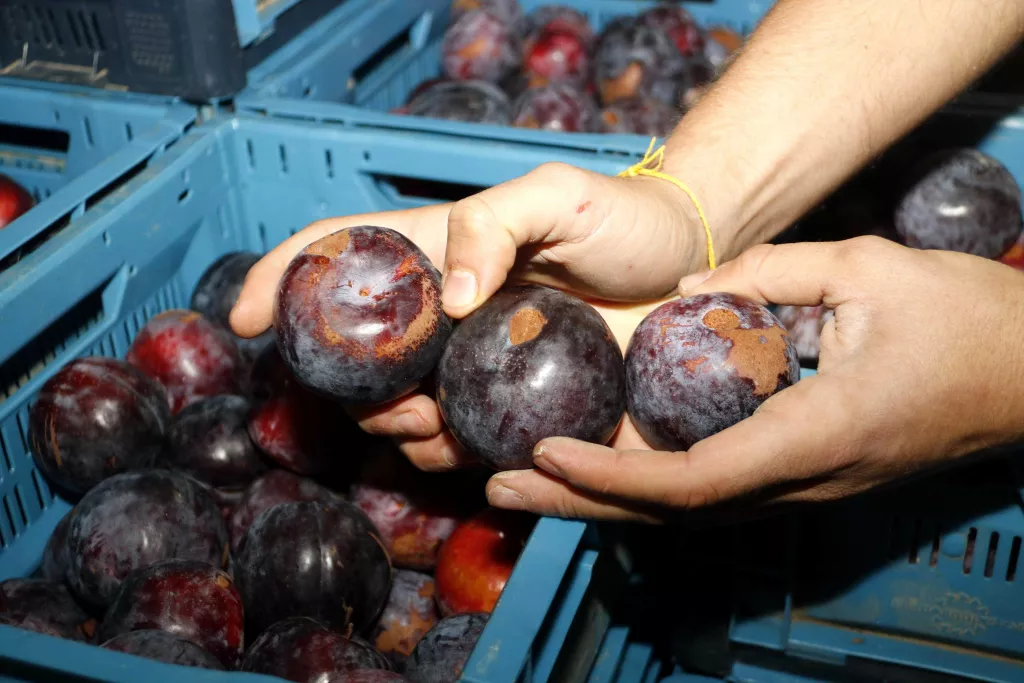 ⏯️ Dos emprenedors rescaten del malbaratament més de 775.000 quilos d'aliments "imperfectes"