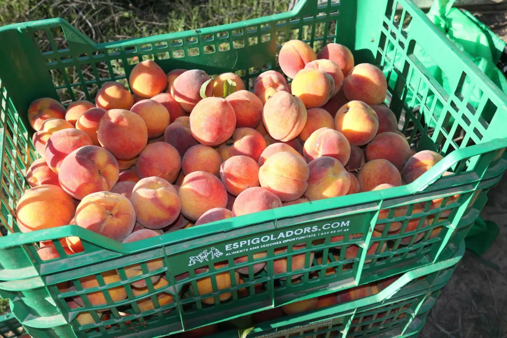 ⏯️ Espigoladors s'estrena a la demarcació de Lleida per evitar malbaratar 9.000 kg de préssecs a Soses