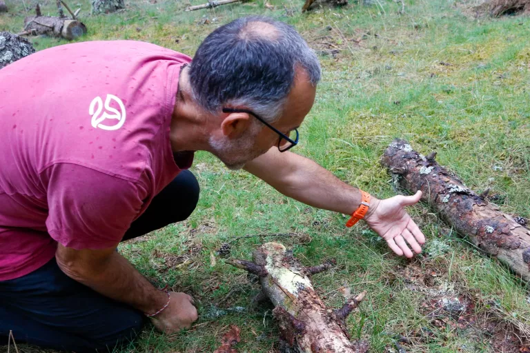 El canvi climàtic podria fer caure un 20% la producció de bolets al Pirineu el 2040
