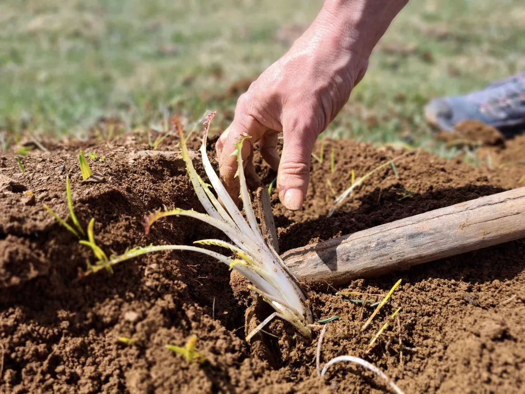 ⏯️ Les xicoies, una de les plantes comestibles més apreciades pels pirinencs