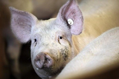 L’excés d’oferta de porc llasta el preu de la carn a Mercolleida
