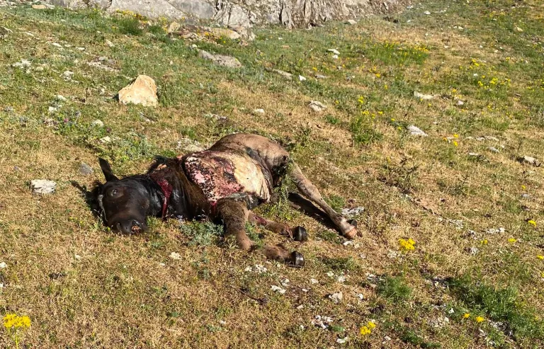 Dos ramaders del Pallars denuncien que un os ha matat una euga i un poltre i ha ferit un vedell a la zona de Bonabé