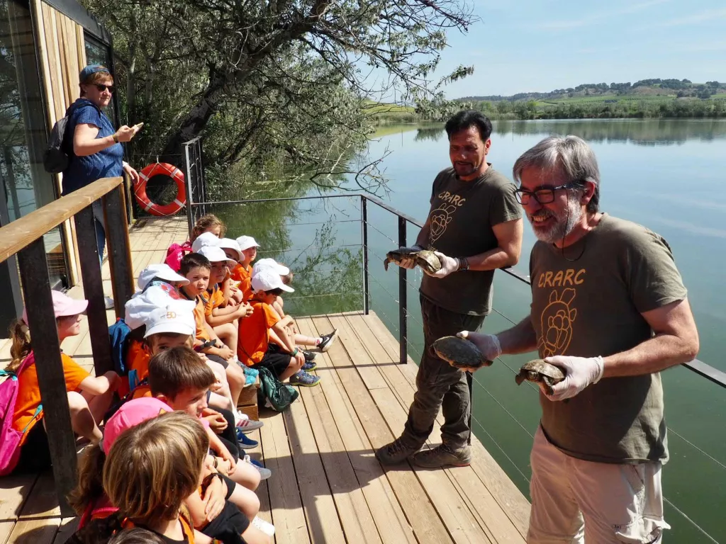 Alliberats dotze exemplars de tortuga de rierol al pantà del celler Raimat