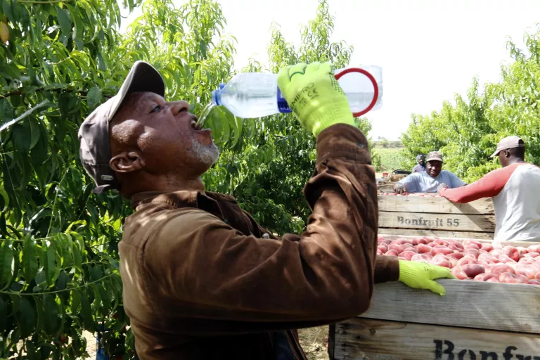 L’onada de calor a Ponent obliga a adaptar la jornada al camp