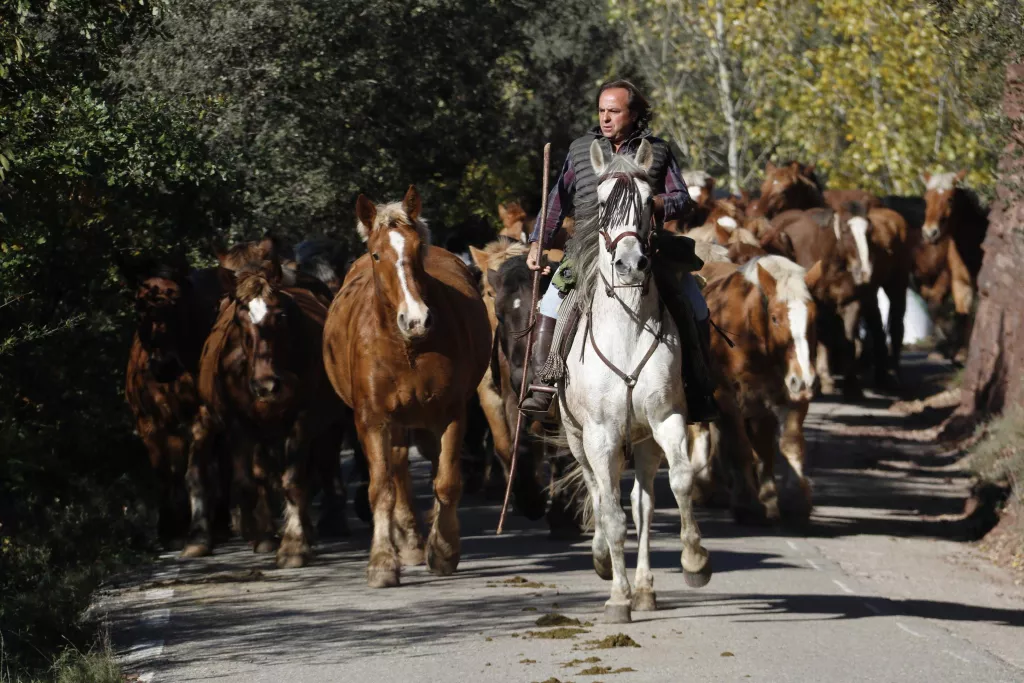 ⏯️ Més de 200 cavalls en transhumància travessen el Pallars Sobirà de punta a punta