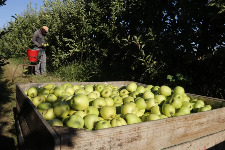 La calor avança una setmana la collita de la poma Golden a Ponent, que preveu un augment del 2% de producció