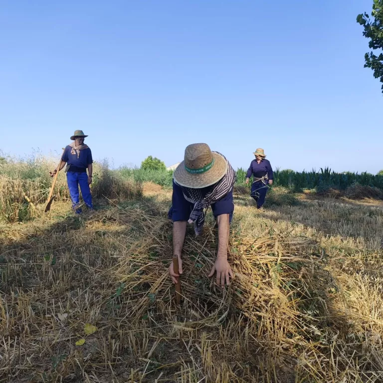 La Fuliola aparca enguany les Festes del Segar i el Batre per trobar un format més viable